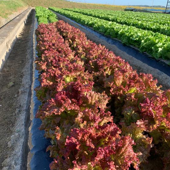 野菜 セット・詰め合わせ 淡路島からの野菜6種お任せセット 産地直送