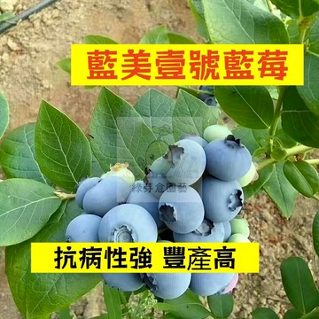 🌱早熟高產 藍美壹號藍莓種子LM-8 進口品種 抗病性強 豐產高 易生長  高產 抗病抗旱易種植 高產盆栽樹株水果種子