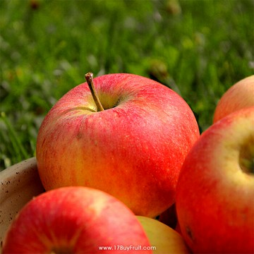 【新鮮預購】華盛頓有機Fuji 富士蘋果｛原裝箱80-88顆｝產地現採直送