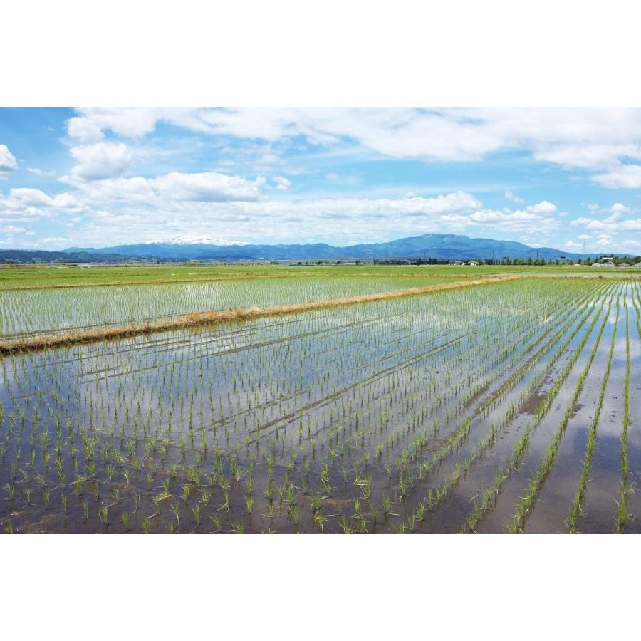 精米 山形県産 白米 つや姫 5kg. 令和2年産