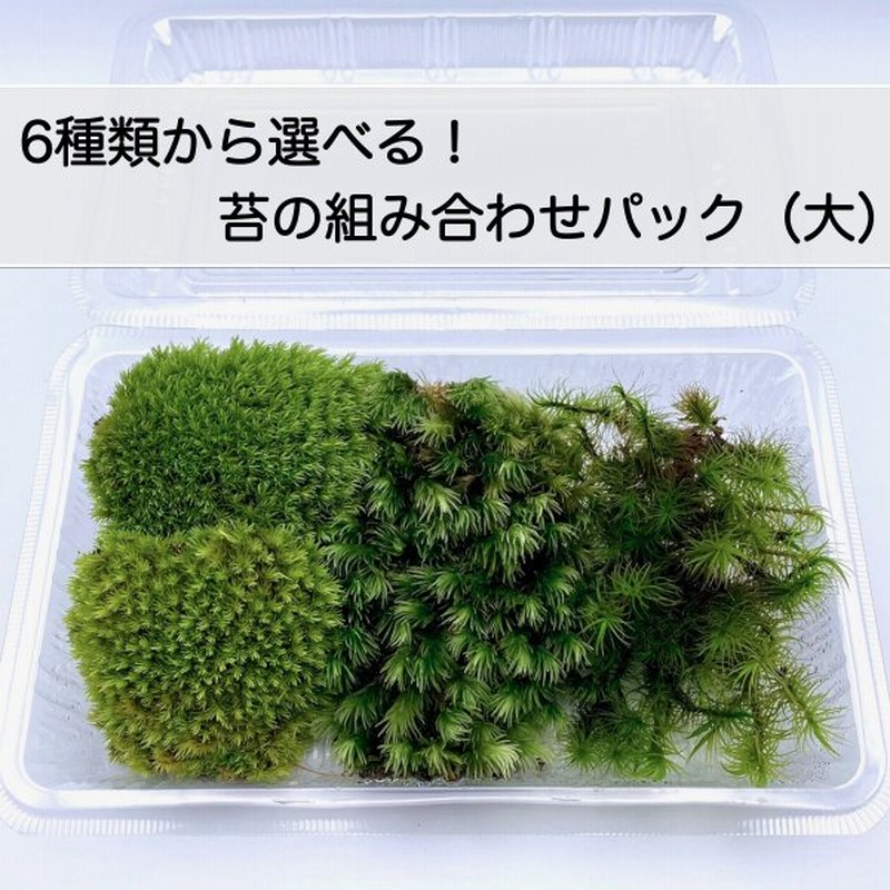 3つ選べる苔の組み合わせ1パック (217×140mm) 苔テラリウム 盆栽 アクアリウム 観葉植物 苔玉 苔パック 天然苔 詰め合わせ 通販 LINEポイント最大0.5%GET | LINEショッピング 3つ選べる苔の組み合わせ1パック (217×140mm) 苔テラリウム 盆栽 アクアリウム 観葉植物 苔玉 苔パック 天然苔 詰め合わせ 通販 LINEポイント最大0.5%GET | LINEショッピング