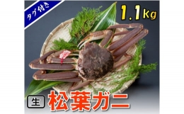 1129 タグ付き生松葉ガニ(特特大1,100ｇ)