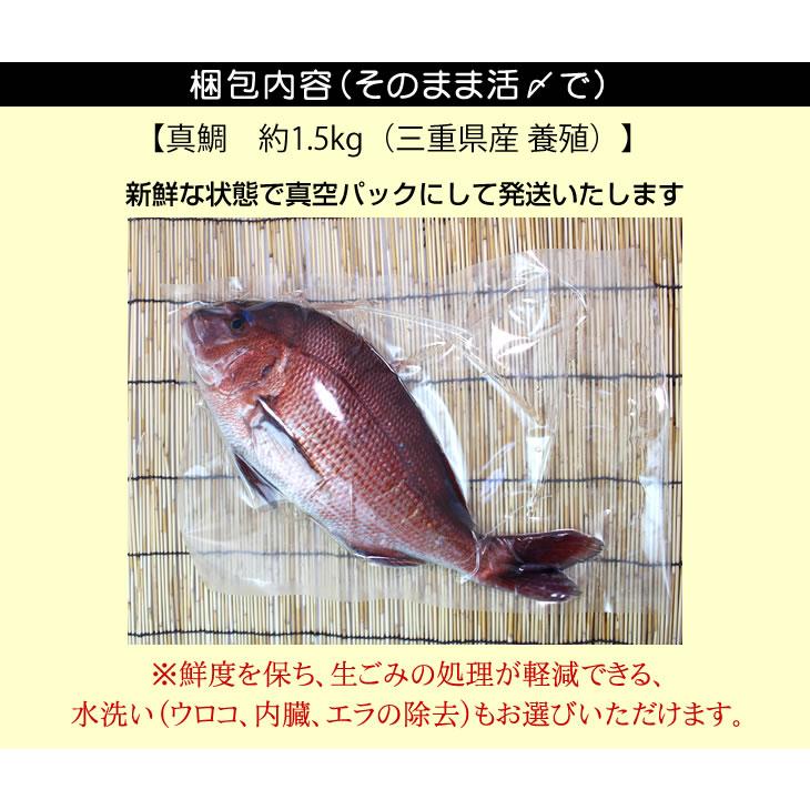 活〆 真鯛 大きめサイズ 1尾 1.5kg　[魚介類]