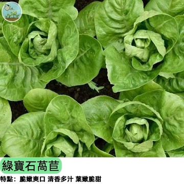【口感脆甜】綠寶石萵苣種子 半結球美生菜 生菜沙拉必備 陽台盆栽易種 收成快速 約30天可採 四季可播 新手推薦