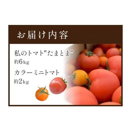 ふるさと納税 兵庫県 加古川市 たまとま＋カラーミニトマト(約8kg)《 野菜 トマト ミニトマト カラートマト 期間限定 送料無料 おすすめ 美味しい セッ…