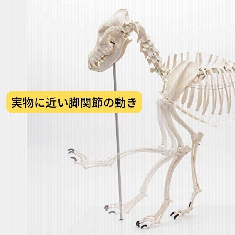 犬 骨模型 - ペット用品