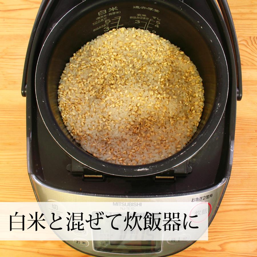 発酵玄米 1kg×3個 酵素玄米 寝かせ玄米 酵素ご飯 炊飯器で手軽に 送料無料