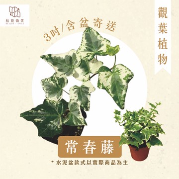 【拈花微笑】常春藤｜3 吋｜含盆寄送｜觀葉植物｜空氣淨化｜垂墜綠意｜小空間綠化首選