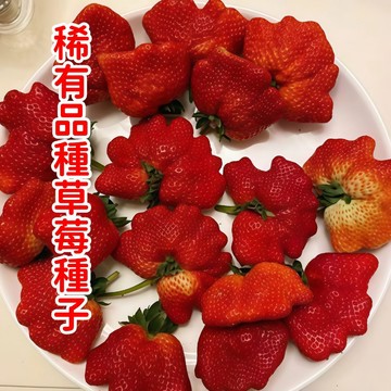 台灣💥熱銷💥【稀有品種草莓種子】四季草莓籽種子 雪兔草莓 果大超甜 四季種植 當年開花結果 高產鮮甜 陽台庭院盆栽草莓