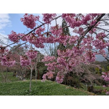 阿里山賞櫻．早鳥折$500．嘉義旅遊｜二延平隙頂櫻花.石棹櫻之道.懷舊奮起湖老街.入住園區文山賓館二日｜中部出發_26TS311N4Q