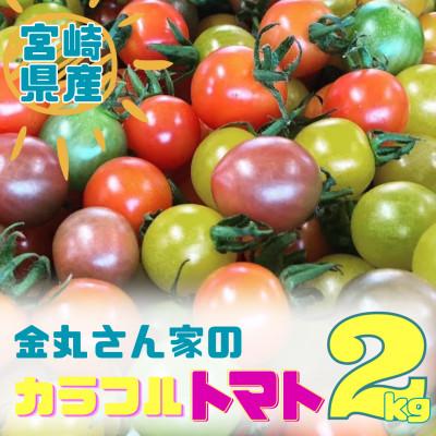 ふるさと納税 門川町 金丸さん家のカラフルトマト