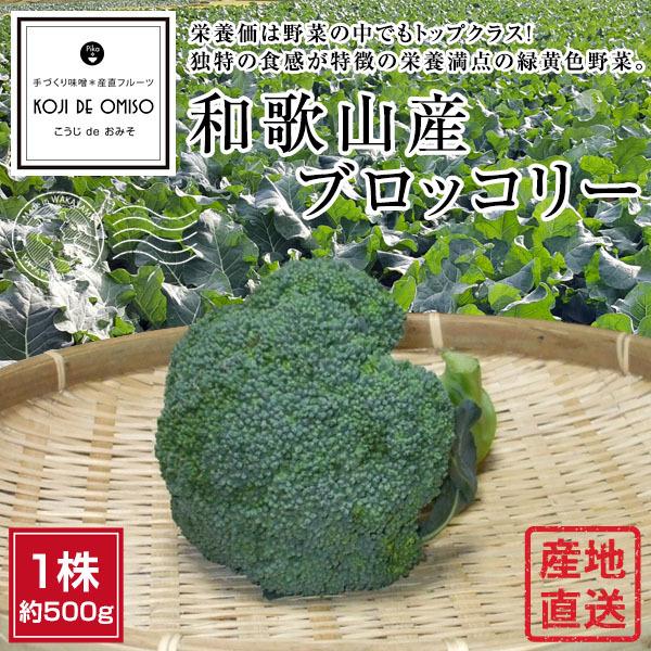 産地直送！和歌山産ブロッコリー 1株 約500g  ■期日指定不可・発送翌日受取限定：時間指定にご注意ください■