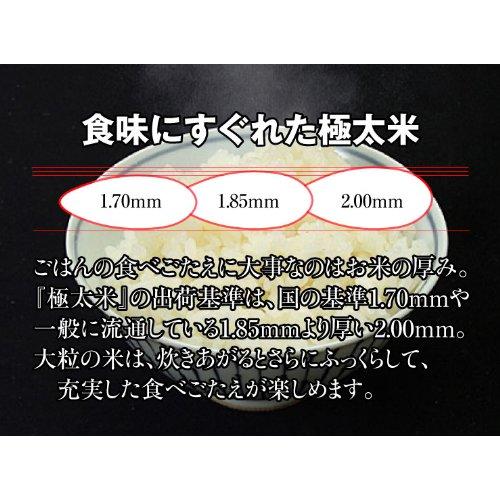 鳥取県産 白米 こしひかり（コシヒカリ）極太米（20kg）（10kg×2袋）令和4年産 常温