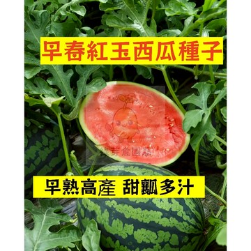 🍉早春紅玉西瓜種籽 XG-34 早熟 高產不裂瓜 薄皮沙瓤 吊瓜甜度高 四季高產少籽紅瓤西瓜盆栽地栽爬藤水果種子