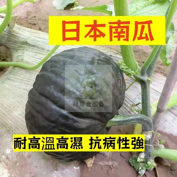 🌱早熟高產（日本南瓜種子NG-23）耐高溫高濕 抗病性強 金瓜  易生長  高產 抗病抗旱易種植 高產爬藤蔬菜種子
