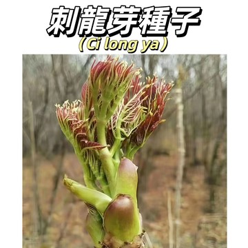🌱刺龍芽種子｜山野菜之王 五加科楤木 人參級營養 嫩芽炒食煮湯超美味 藥食兩用 一次種植多年採收 庭院盆栽適用 現貨