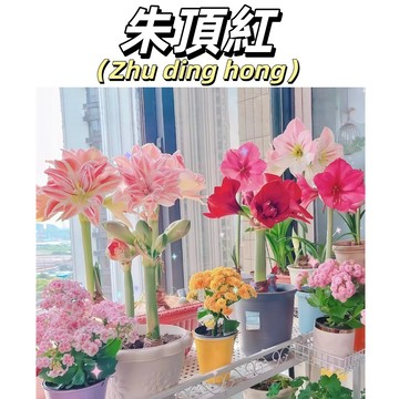 【孤挺花】朱頂紅種子｜開花巨大如喇叭 招貴人喜氣｜懶人室內盆栽 年節送禮首選 開花超美 新手易種植 #林木花卉種子