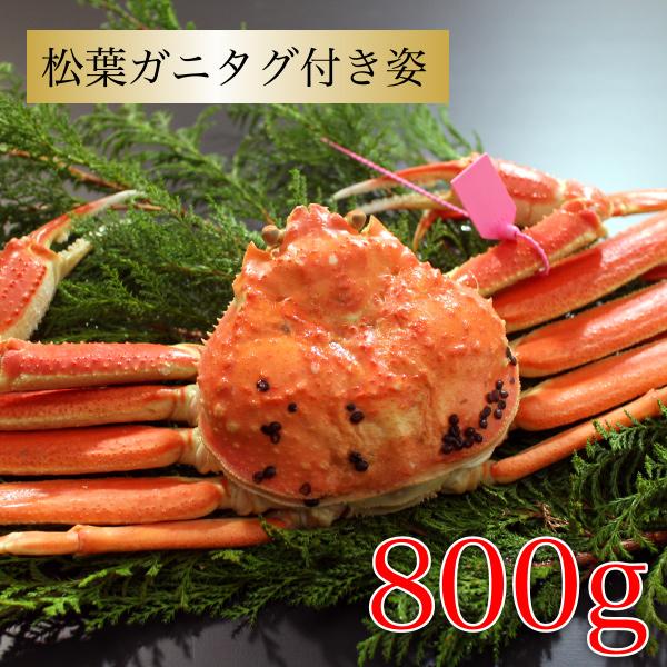 カニ かに 蟹 本ズワイガニ 松葉ガニ タグ付き 約800ｇ 1杯  ギフト 海鮮グルメ カニ姿 送料無料 国産 香住産 贈答 産地直送  お祝い お礼 お取り寄せ お歳暮