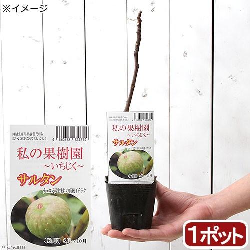 （観葉植物）果樹苗　イチジク　サルタン（夏秋兼用品種）３号（１ポット）（休眠株）　家庭菜園