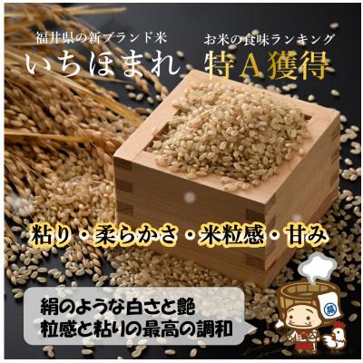 ふるさと納税 あわら市 いちほまれ 玄米 5kg×2袋(計10kg)《新鮮な高品質米をお届け!》