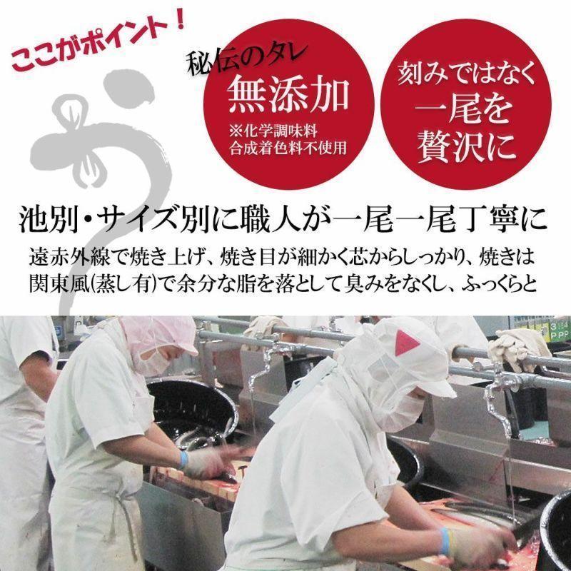 お歳暮 ウナギ 鹿児島県産 うなぎ　蒲焼き 2尾