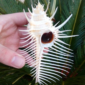 天然海螺貝殼維納斯骨螺  女巫骨螺標本螺 櫥窗裝飾 水族魚缸造景