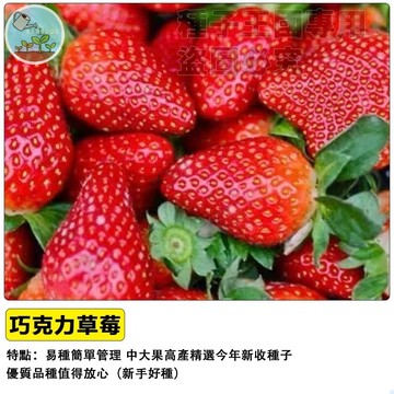 巧克力草莓種子 紅顏草莓  日本品種 甜度高高雄一號 四季開花 陽台盆栽 家庭種植 水果DIY 有機栽培 居家農場