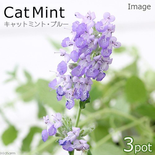 （観葉植物）ハーブ苗　ミント　キャットミント　ブルー　３号（３ポット）　家庭菜園