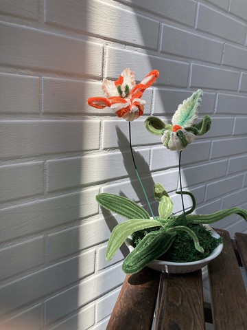 自家養殖 毛絨絨雙株兜蘭