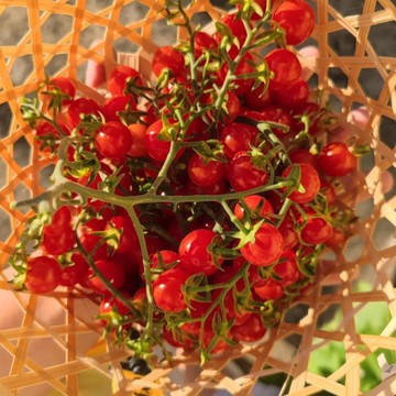 🍅（甜開胃酒番茄種子）現貨速發 小西紅柿種子 皮薄 多汁 生吃小番茄種子 多年生聖女果種籽 四季播種農田盆栽果菜種子