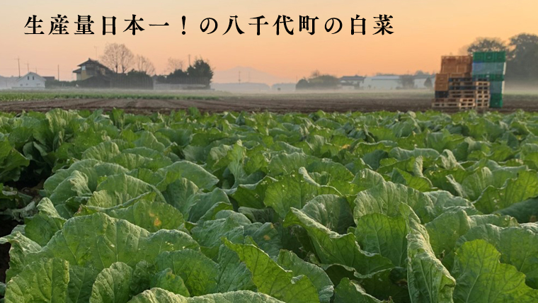 生産量日本一！八千代町の白菜を使った ジューシー白菜餃子 50個（冷凍）ぎょうざ 冷凍餃子 惣菜 中華 点心 お取り寄せ [BN005ya]