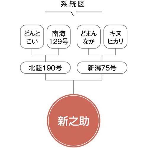 令和5年産 無洗米 新潟県産 新之助 5kg*2袋セット  パールライス