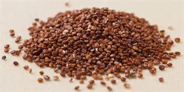 藜麥 高原印加麥(原味/紅/黑) 25KG 通過SGS 農藥檢驗