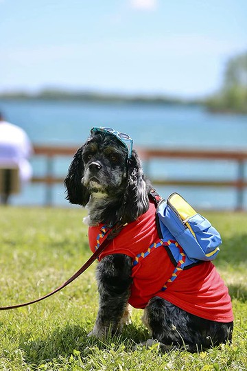 【iC原創】靜謐藍iC ICECREAM寵物背包