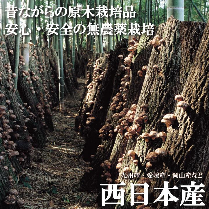 国内産お試しどんこ80ｇ 　干し椎茸 国産 どんこ しいたけ 送料無料 無農薬 原木栽培 だし ポイント消化