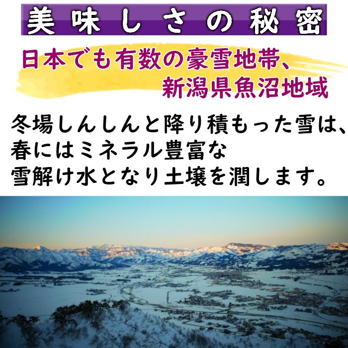 令和５年産　雪温精法　南魚沼産こしひかり5kg　特Aランク産地　吉兆楽