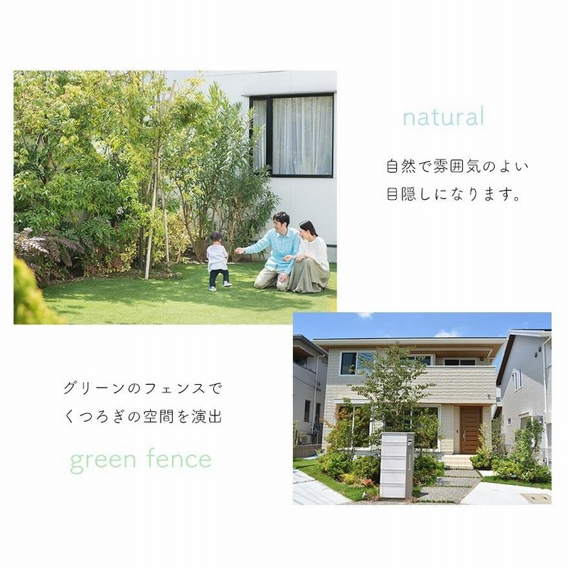 シラカシ 約120cm 常緑 植木 庭木 シンボルツリー 白樫 カシの木 