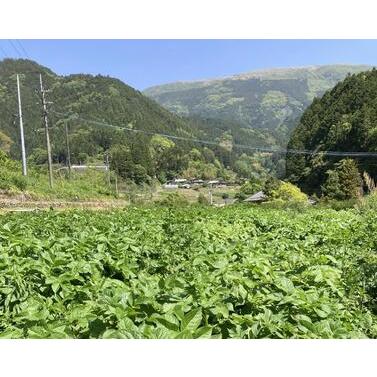 ふるさと納税 ＜定期便Ｂ＞季節の彩り野菜セット（１０回お届け） 高知県梼原町