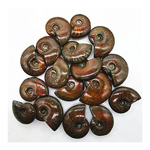 douzu Healing Crystal Madagascar Natural Iridescent Ammonite Ammolite Facet Specimen Mineral Stone Conch Paleontological Snail Fossil Collectible