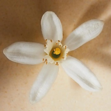 【南西Chloé 】仙境花園法式橙花