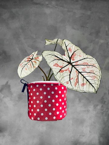 BLR 植物袋 紅水玉 CZ08 植栽置物袋