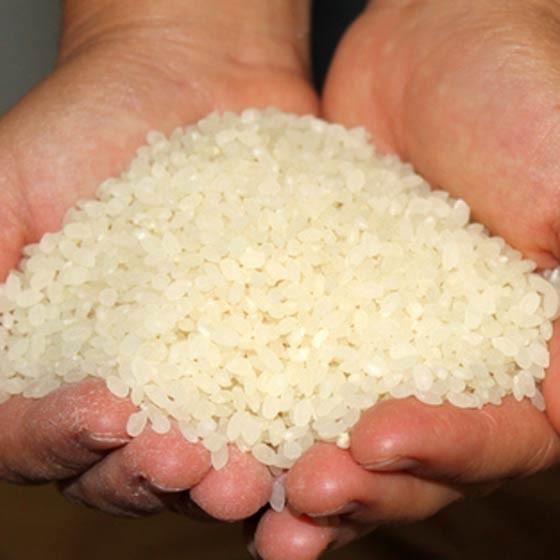 米10kg 送料無 新米 無農薬 丹波 コシヒカリ 令和5年産 無化学肥料 丹波篠山産 特別栽培米 白米