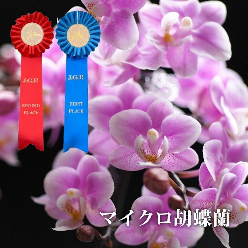 花 プレゼント 女性 鉢植え ギフト 選べる マイクロ 胡蝶蘭 鉢植えの花 鉢花 コチョウラン 洋ラン 生花 誕生日 還暦 古希 喜寿祝い 母 祖母 宅配 通販 Lineポイント最大0 5 Get Lineショッピング