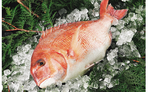 愛媛県産養殖魚真鯛～3枚卸済み～