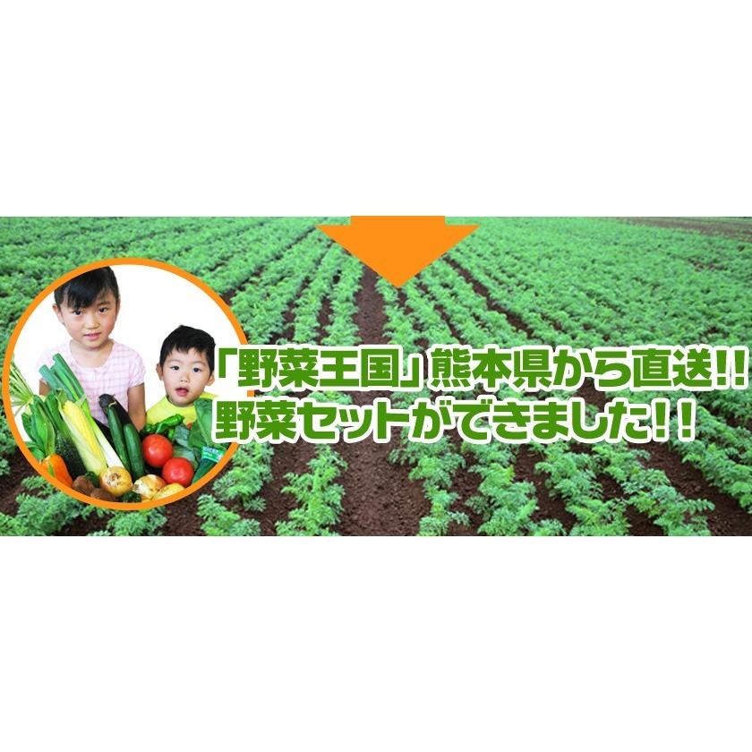 自家用 野菜セット たっぷり12品目 送料無料 熊本 九州 の安心安全 旬野菜 7-14営業日以内に出荷予定(土日祝日除く)