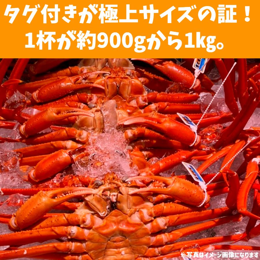 カニ かに 蟹 紅ずわいがに ゆでたて(極上サイズ） 1杯 目安3-4名様 タグ付き ボイル 冷蔵 富山湾 発送は入港次第！