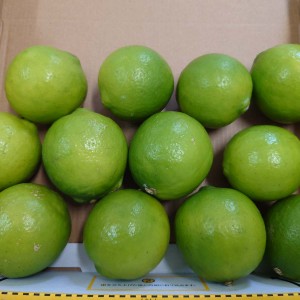 ライム 家庭用1kg 小玉～中玉 愛媛 中島産 ノーワックス 防腐剤・防カビ剤不使用