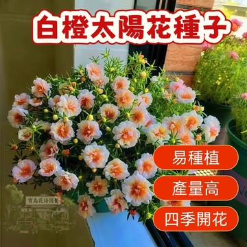 🌹 白橙太陽花種子  四季種植 稀有重瓣 四季播種松葉牡丹易活開花不斷室內外陽臺種植 觀賞花卉種子 超低價