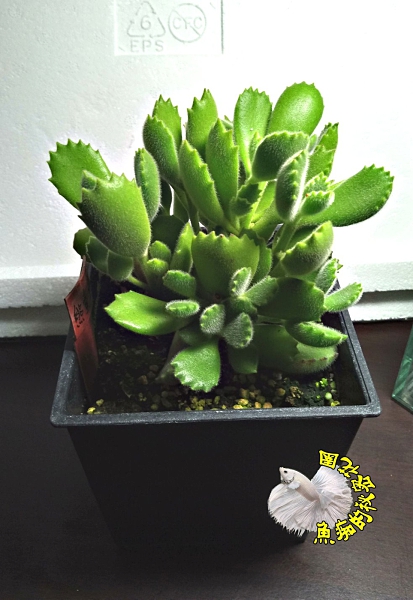 5吋大盆 綠熊童子多肉熊掌綠熊森林 活體多肉植物仙人掌多肉盆栽送禮小品盆栽夏日需通風推薦 Yahoo奇摩超級商城 Line購物