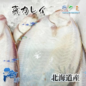 北海道産 真カレイ 1kg  かれい 白身